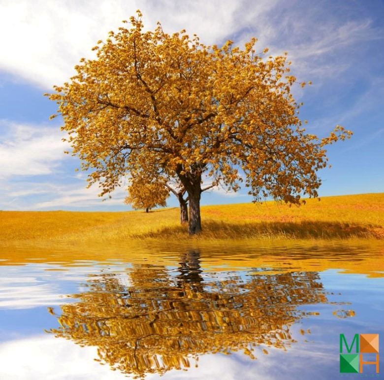 Tranh dán tường phòng khách Hàn Quốc đẹp NA - 419